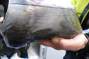 SEG_glass_eel_seizure.jpg
