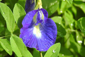 Clitoria_ternatea_flower_by_Dr._Raju_Kasambe_Wikipedia_600x400.jpg