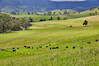 Aus_beef_traceability_pilot.jpg