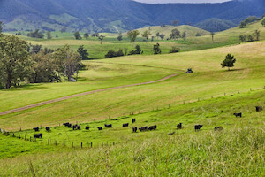 Aus_beef_traceability_pilot.jpg