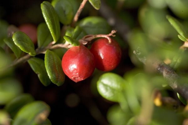 lingonberry levelek prostate vélemények