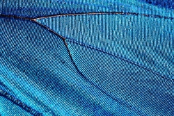 Blue Morpho wing texture 