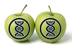 Apples and DNA strands