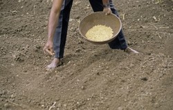 Indian farmer sowing seeds