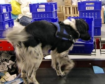 Springer the sniffer dog