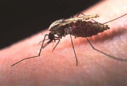 malaria mosquito