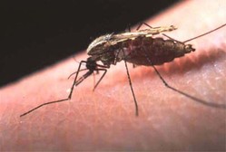 malaria mosquito malaria mosquito