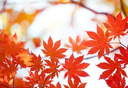 Canadian maple leaves
